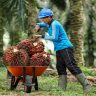 Are Palm Oil Products Safe?