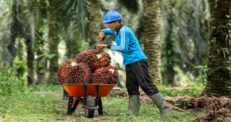 Are Palm Oil Products Safe?
