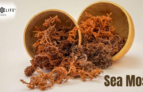 Introducing Sea Moss: Unlock the Power of Nature for Optimal Health and Wellness!